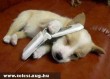 Telefonáló kutya